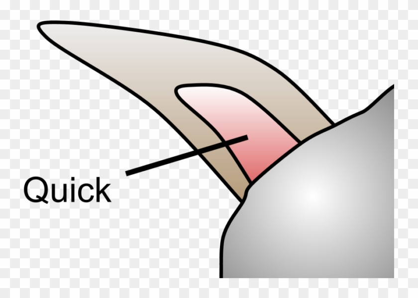 How To Trim Your Bunny's Nails - How To Trim Your Bunny's Nails #1632887