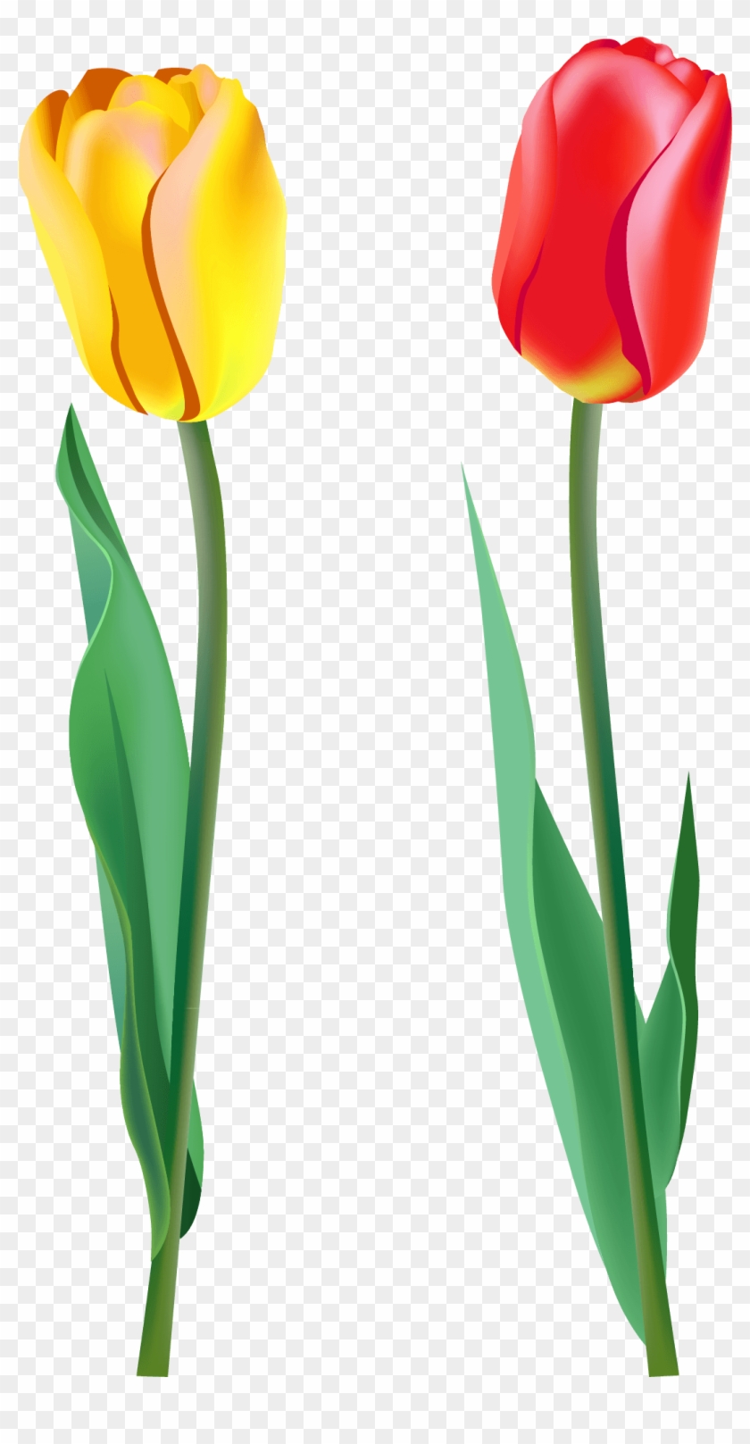 Spring Tulips Clip Art - Tulips Png #1633110