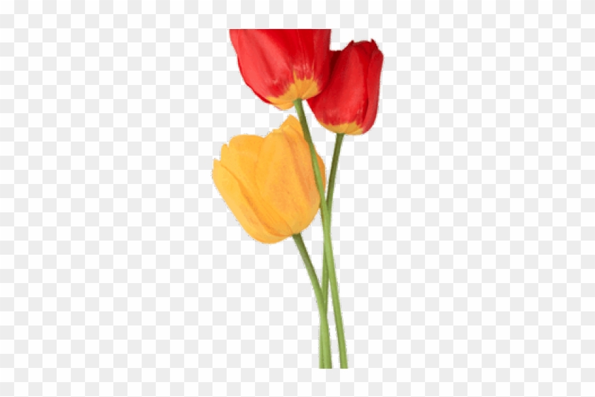 Drawn Tulip Tulip Bouquet - Tulipan Dibujo Png #1633112