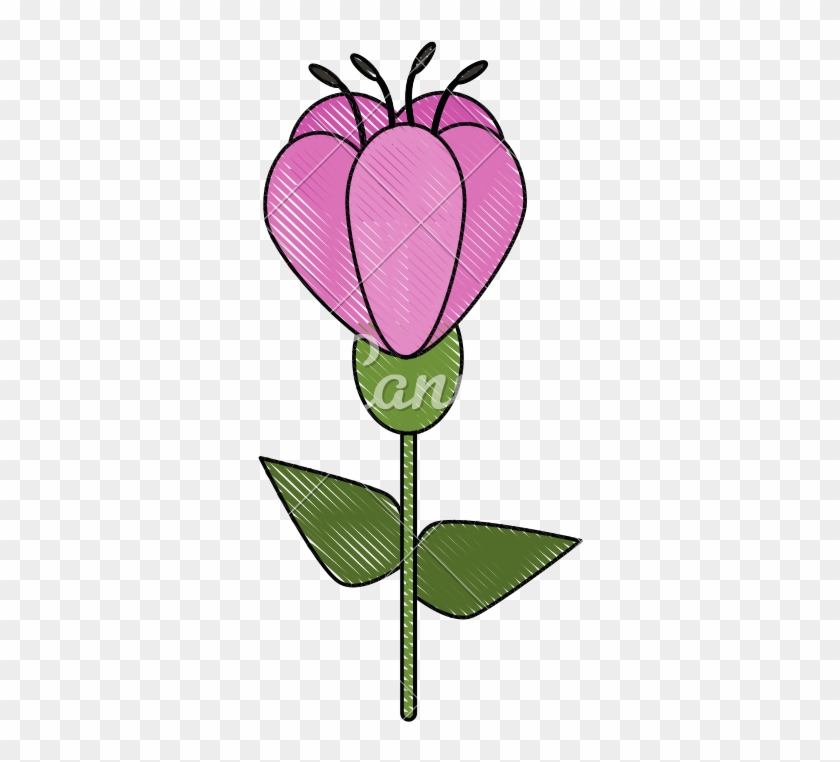Beautiful Flower Bouquet - Tulip #1633116