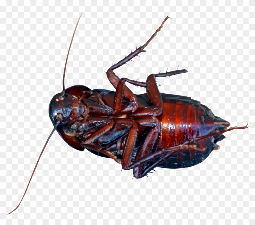 This High Quality Free Png Image Without Any Background - Cockroach Png #1633165