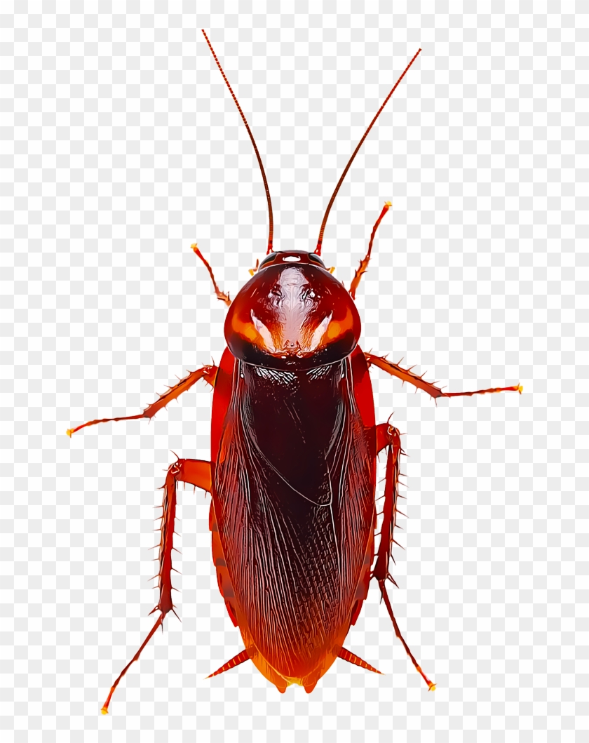 Identify And Control Cockroaches - Cockroach #1633185