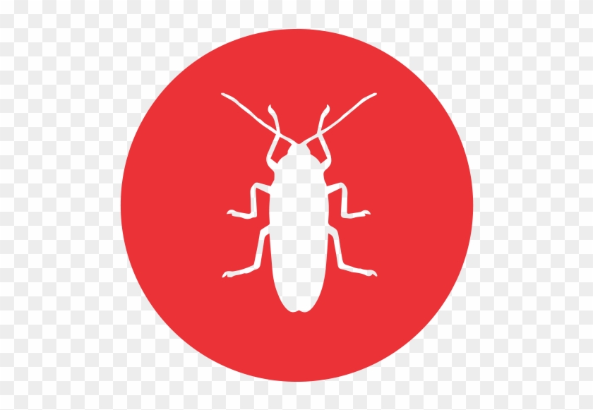 Spiders - Ants - Termites - Borers - Cockroaches - Spiders - Ants - Termites - Borers - Cockroaches #1633224