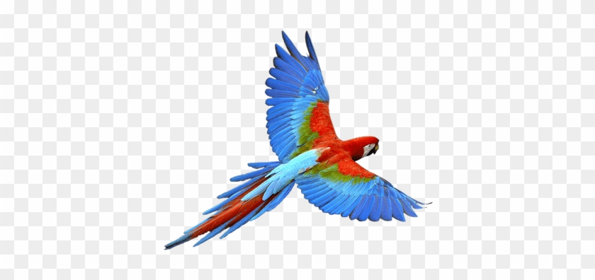 More Free Parrot Png Images - Parrot Png #1633280