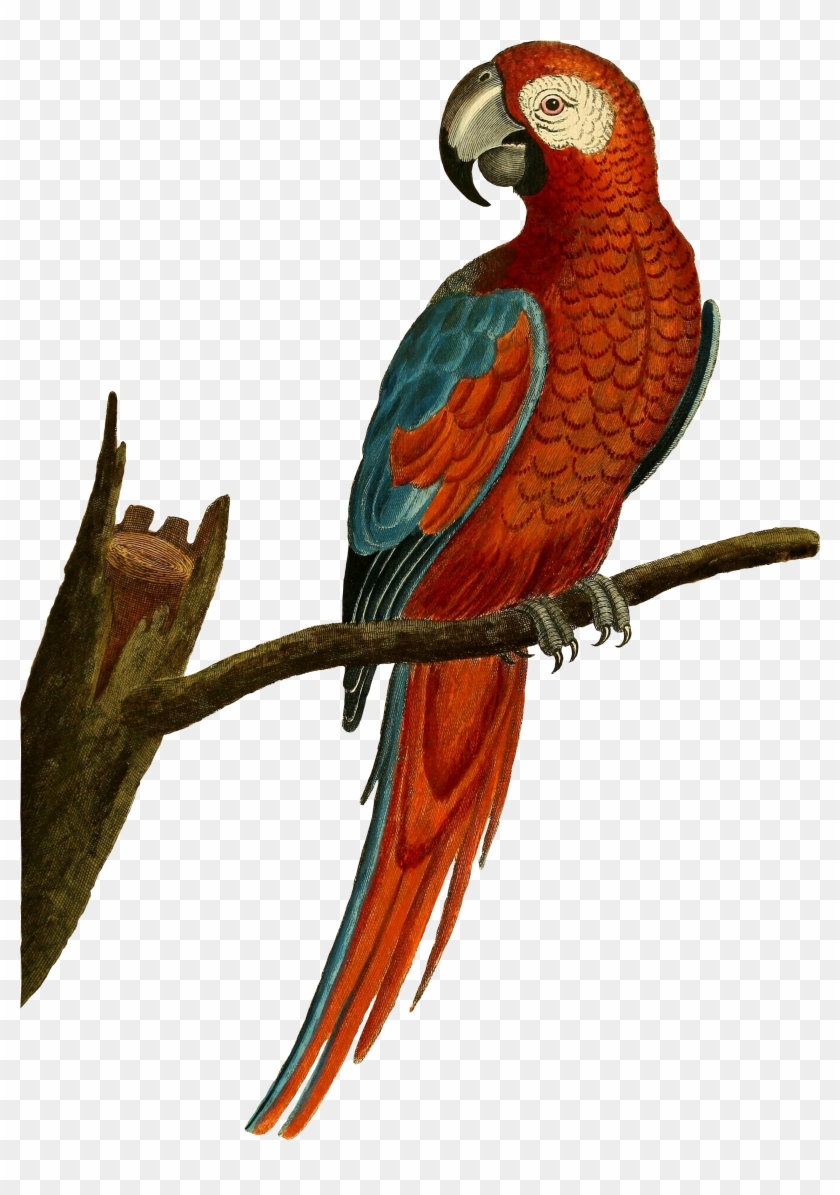 1676 X 2304 1 - Parrot Illustration Png #1633281