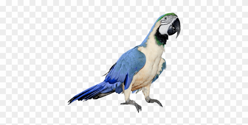 More Free Parrot Png Images - White And Blue Parrot #1633298