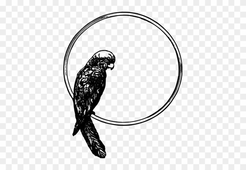 Parrot Clipart Public Domain - Parrot In A Circle #1633303