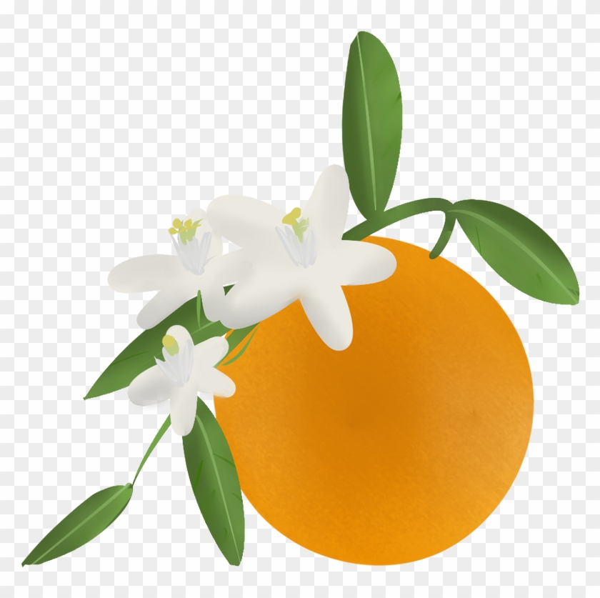 Orange Blossom By Yinglongfujun - Orange Blossom Clip Art #1633726