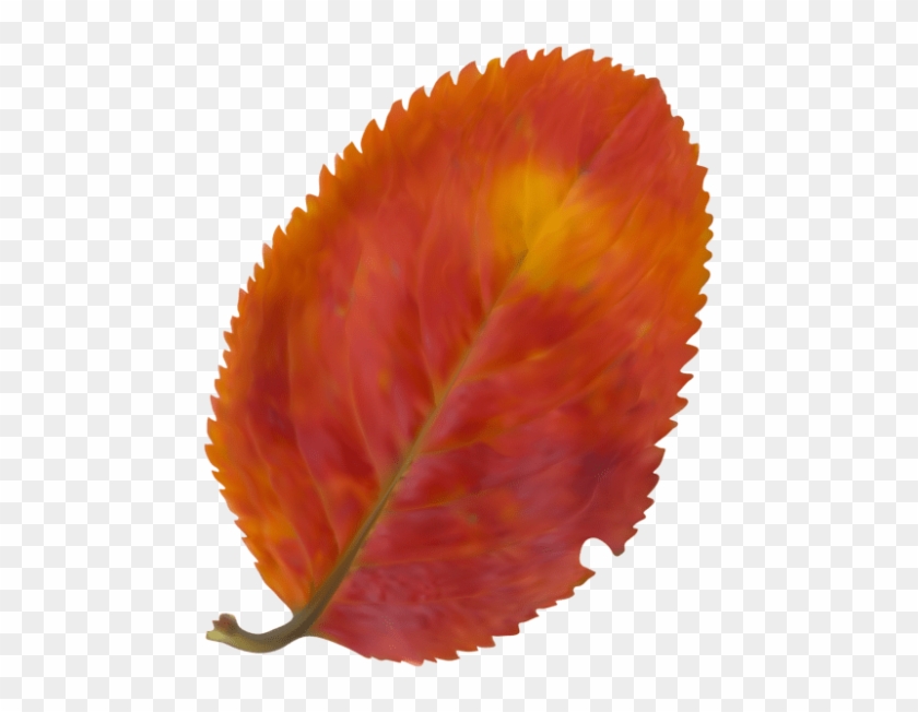 Free Png Download Beautiful Fall Leaf Clipart Png Photo - Natural Landscape #1634951