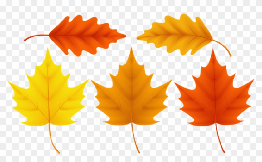 Free Png Download Set Fall Leaves Clipart Png Photo - Maple Leaf #1634954