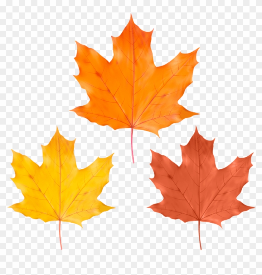 Free Png Download Set Fall Leaves Clipart Png Photo - Maple Leaf #1634958
