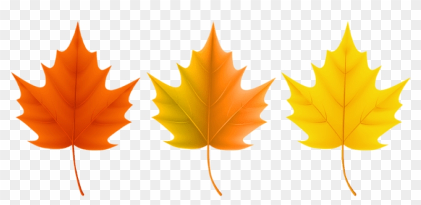 Free Png Download Autumn Leaves Set Clipart Png Photo - Different Fall Leaves #1634959