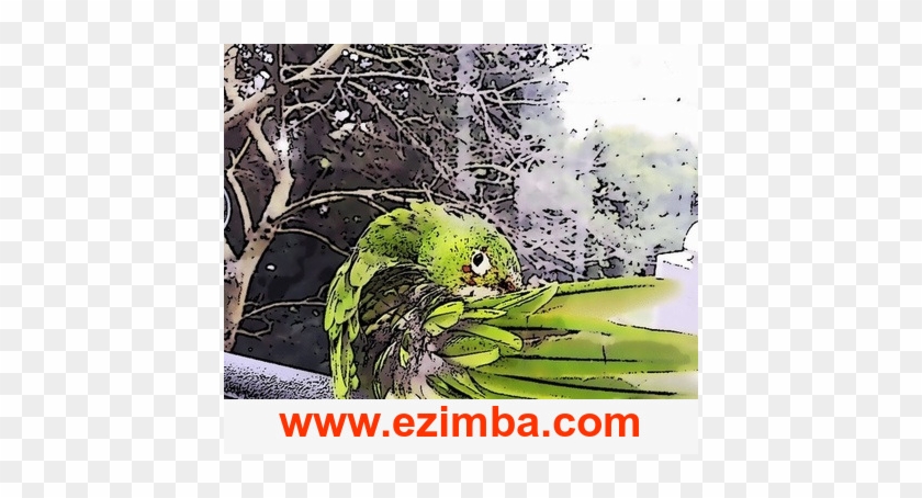 Ezimba11703837974000 - Budgie #1635081