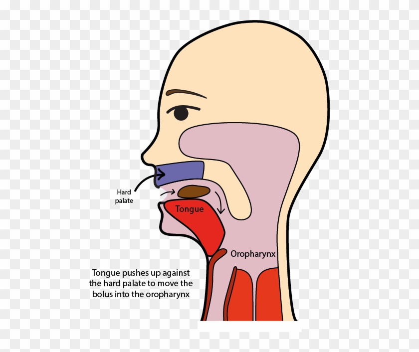 The Tongue Enables The Transport Of The Bolus Toward - Swallow Food Clipart #1635193