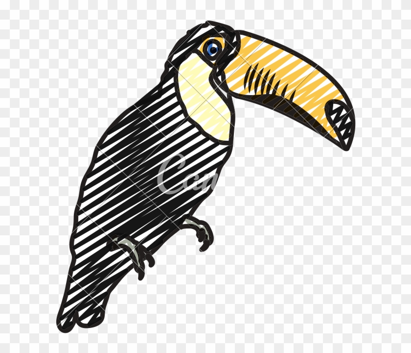 Doodle Tropical Pelican Bird Animal Style - Match Drawing #1635281