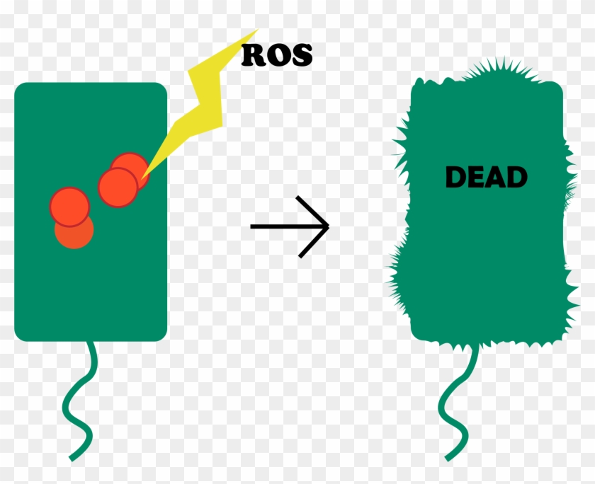 Another Is For The Target Gene To Kill The Bacteria, - Beacon Edi #1635441