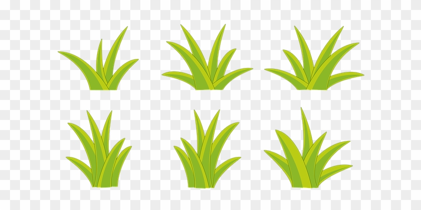 Bush, Bushes, Nature, Flowers, Plant - Bush, Bushes, Nature, Flowers, Plant #1635565