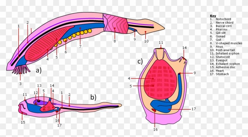 The Anatomy Of The Invertebrate Chordates - Post Anal Tail Tunicate Larvae #1635592