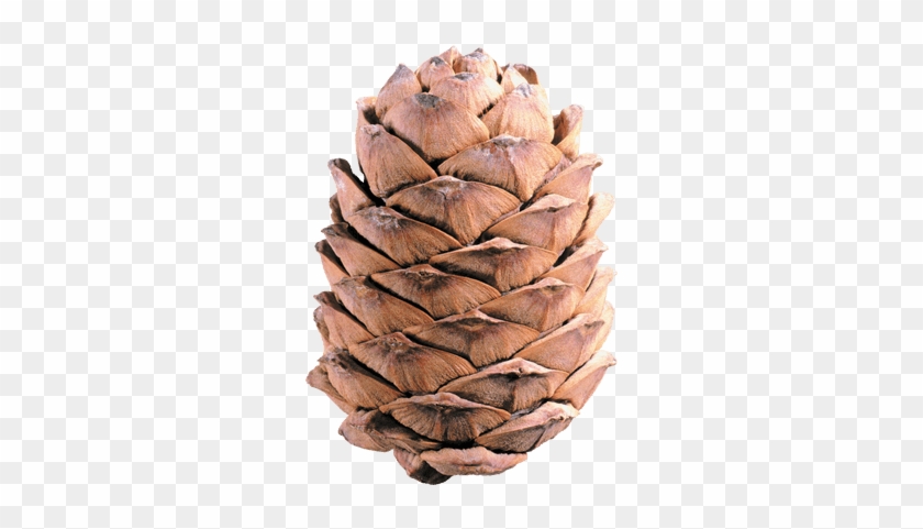 Pine Cone Illustration Transparent Png Stickpng - رسم مخروط الصنوبر #1636039