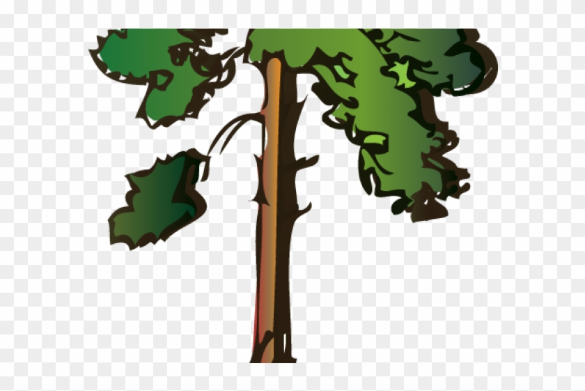Pine Cone Clipart Winter - Tall Tree Cartoon Transparent #1636042