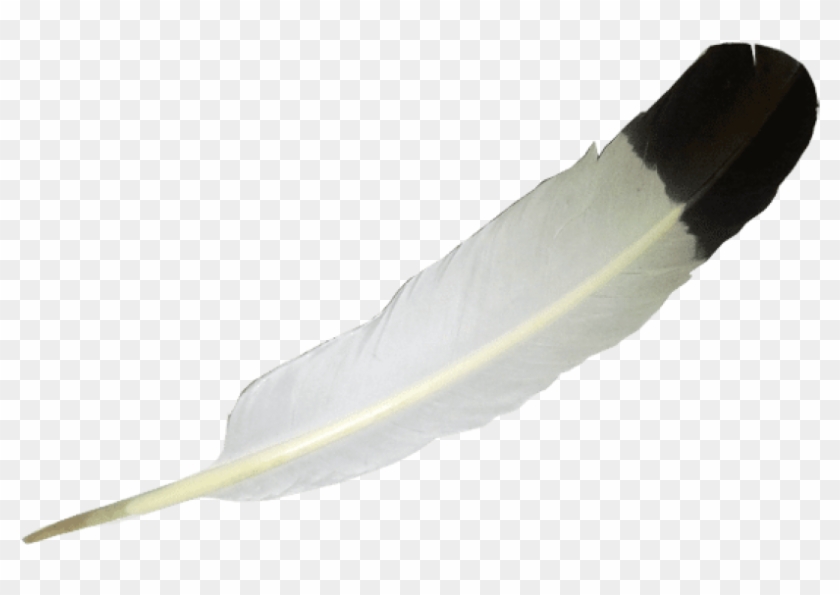 Free Png Download Transparent White Balck Feather Clipart - Transparent Background Feather Quill #1636269