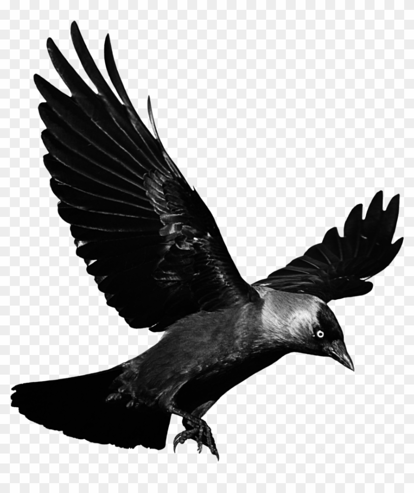 Flying Raven Clip Art Transparent - Raven Transparent Background #1636305