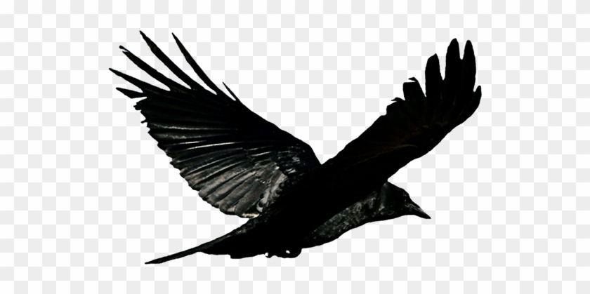 Raven Bird Transparent Background #1636314