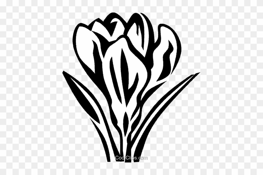 Crocus Royalty Free Vector Clip Art Illustration - Crocus Royalty Free Vector Clip Art Illustration #1636352