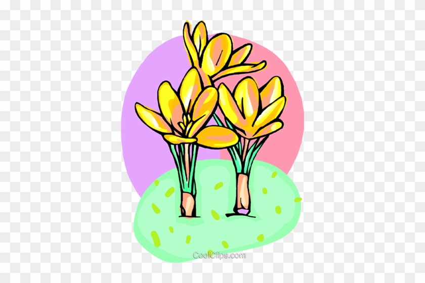 Crocus's Royalty Free Vector Clip Art Illustration - Crocus's Royalty Free Vector Clip Art Illustration #1636353