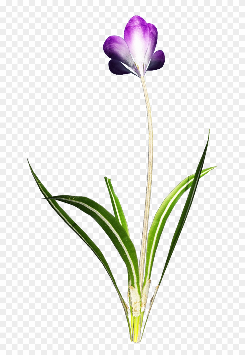 Free Crocus Clip Art - Snow Crocus #1636360