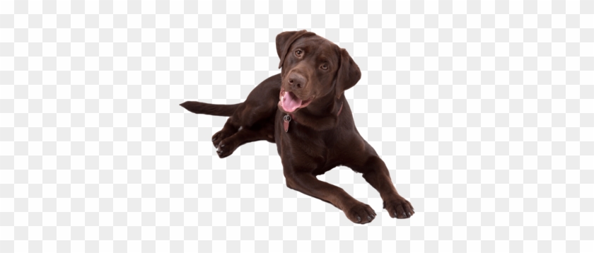 Chocolate Lab Png - Chocolate Lab Png #1636668