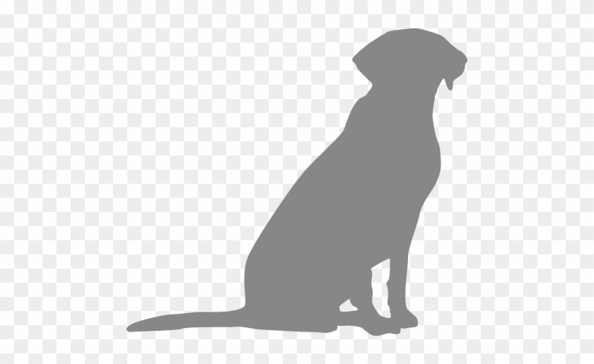 Labrador Sitting - Punxsutawney Phil #1636701