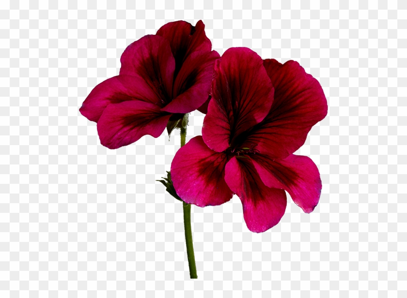 1872 Geranium - Hawaiian Hibiscus #1636790