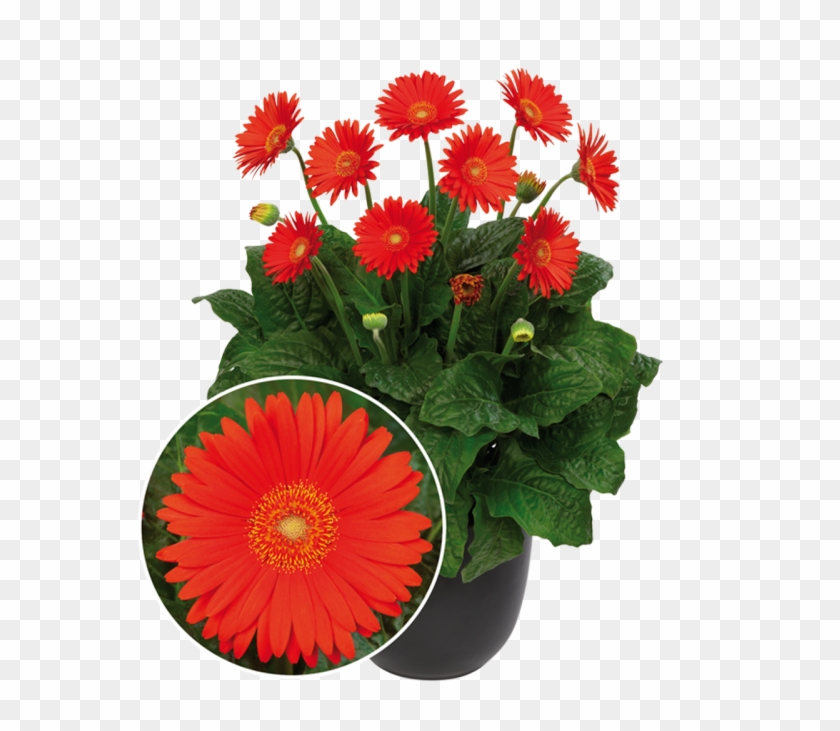 Garvinea Sweet Glow - All Season Flower Plant #1636808