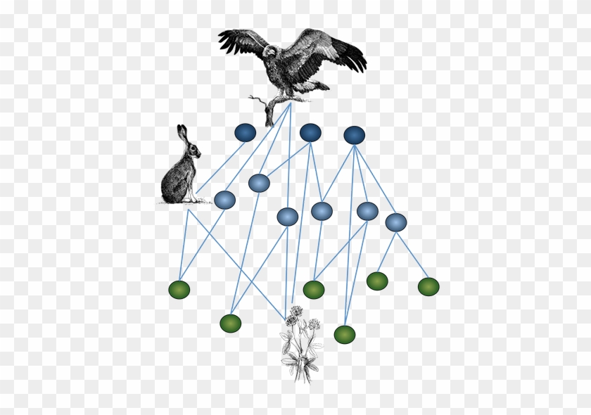 Ecological Networks And Community Ecology - American Crow #1637158