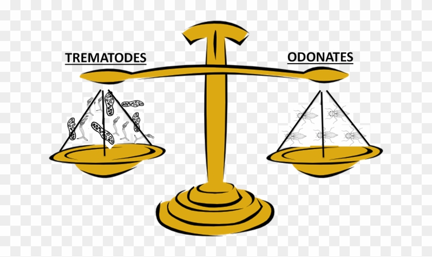 Parasite Ecology Larval Trematode Is Equal To - Surplus Vs Deficit #1637161