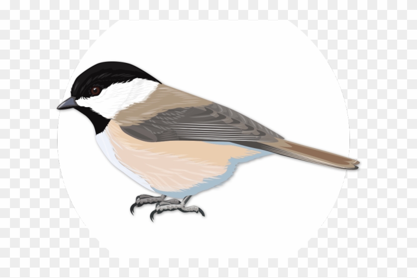 Songbird Clipart North Carolina - Carolina Chickadee #1637224