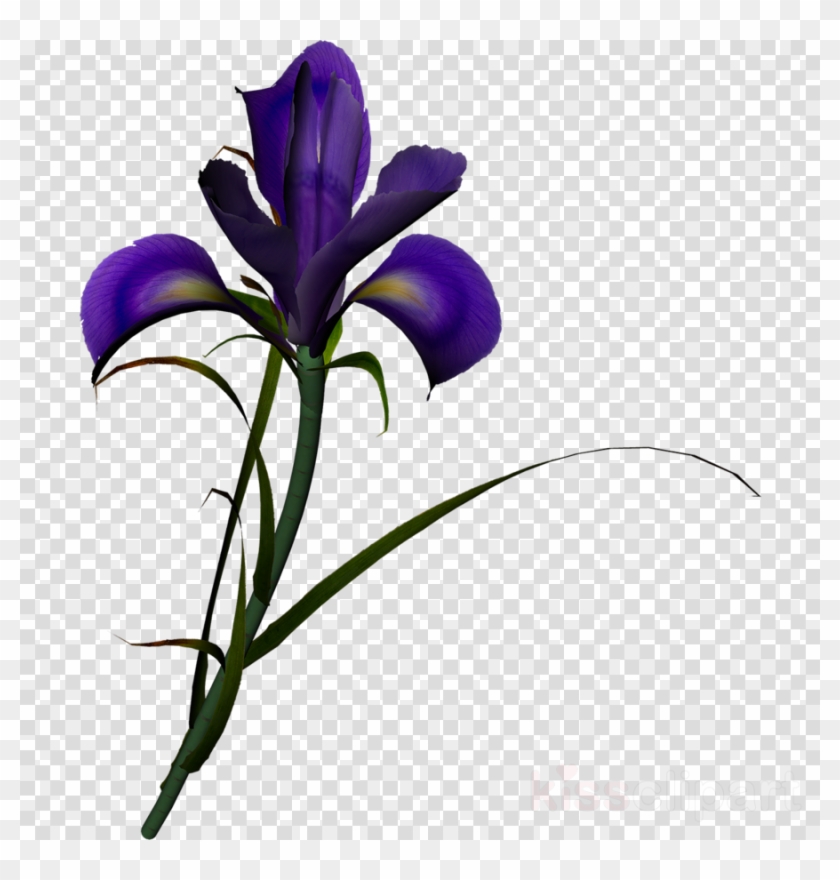 Lilac Iris Clipart Northern Blue Flag Iris Family Clip - Gray Fairy Tail Drawing #1637281