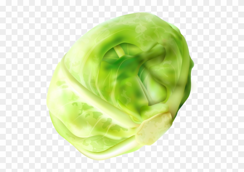 Cabbage #1638411