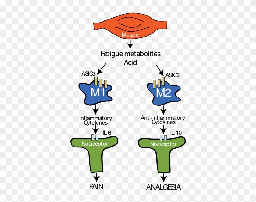 Macrophages Are Key Players Transparent Background - Macrophages And Pain #1638824