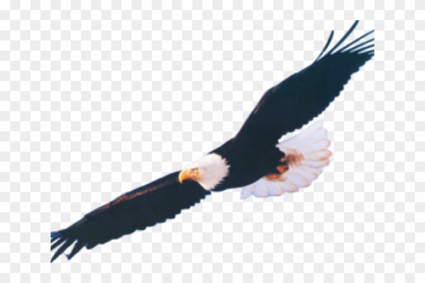 Bird Of Prey Clipart Transparent - Bald Eagle #1640630