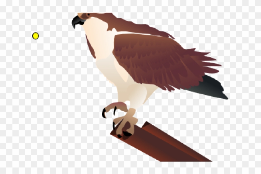 Falcon Clipart Kite Bird - Osprey Clip Art #1640653