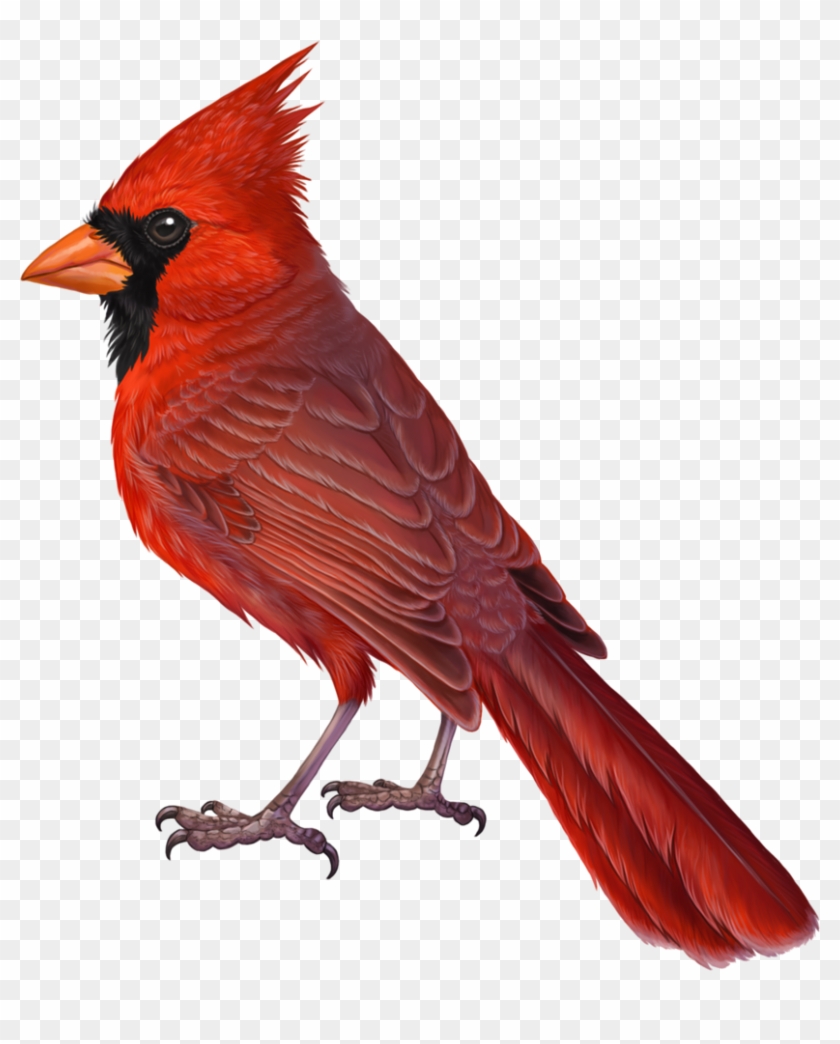 Brds Clipart Cardinal - Northern Cardinal Transparent Background #1640714