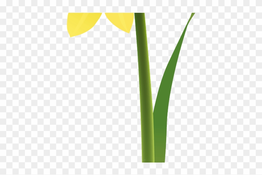 Daffodils Clipart Mayflower 3 2209 X 3123 Free Clip - Grass #1642758