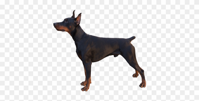 Pinscher Breed Facts And - Dog Without Tail #1643010