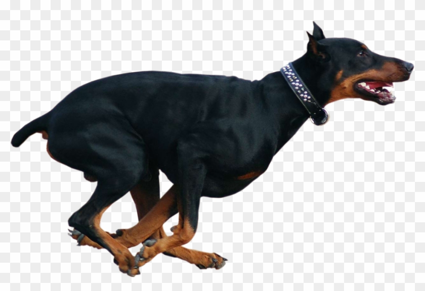 Dog Psd Official Psds - Doberman Dog Hd #1643012