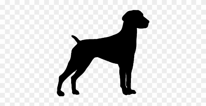 German Wirehaired Pointer Silhouette - Boxer Decal #1643021