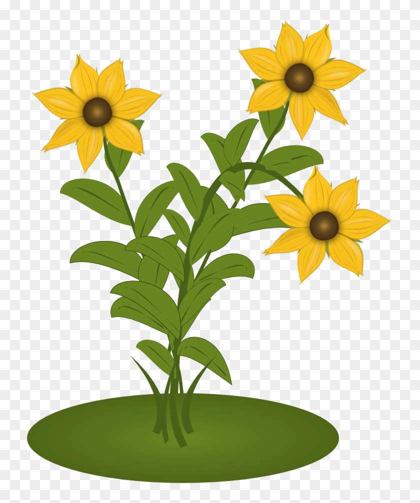 Black Eyed Susans - Sunflower #1643657