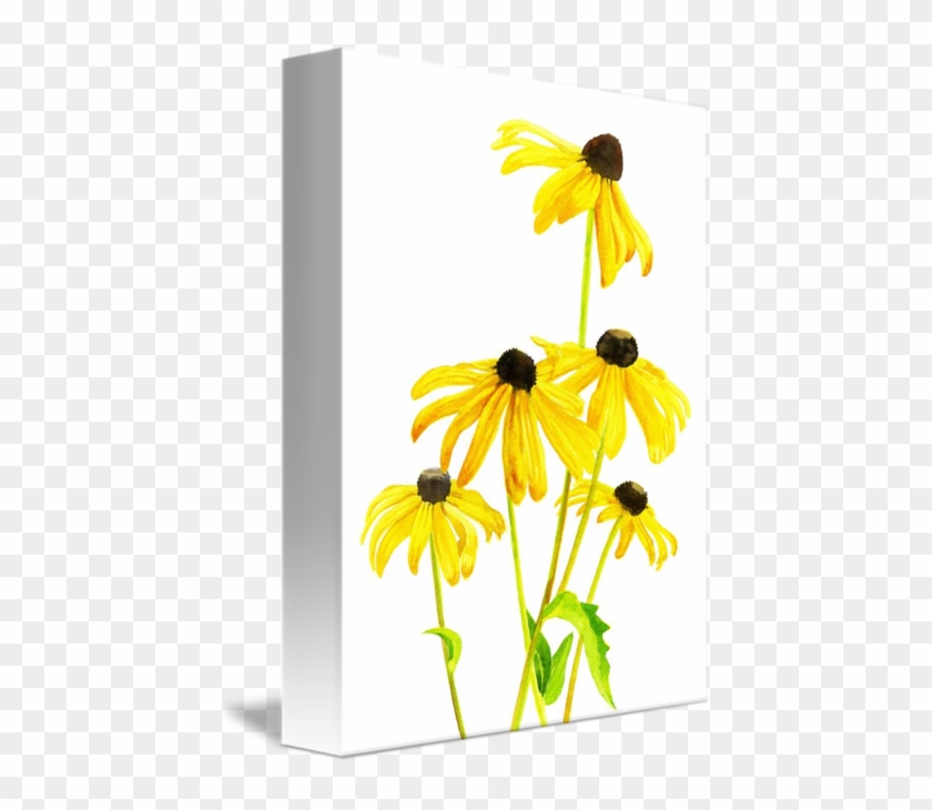 Yellow Black Eyed Susan By Sharon Freeman - Black Eyed Susans Art #1643660