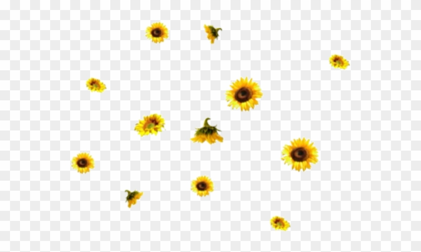 576 X 481 23 - Transparent Png Sunflower Overlay #1643677